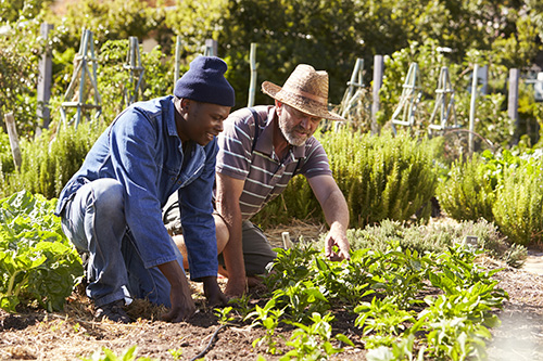 Men Gardening